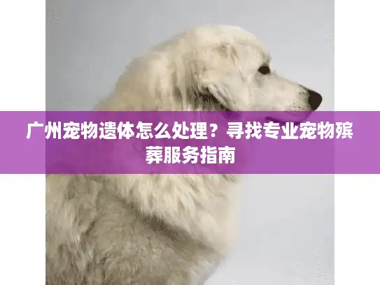 广州宠物遗体怎么处理？寻找专业宠物殡葬服务指南