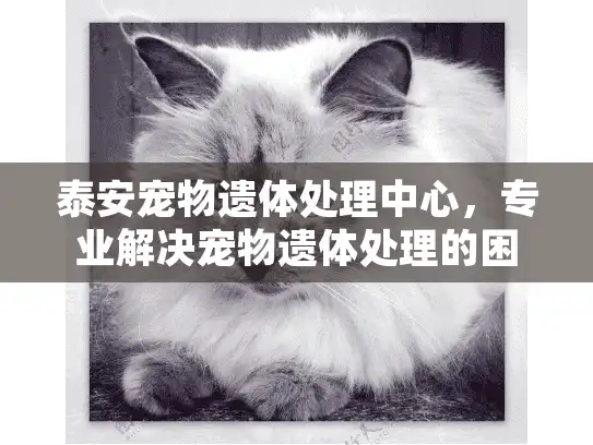 泰安宠物遗体处理中心，专业解决宠物遗体处理的困境与烦恼