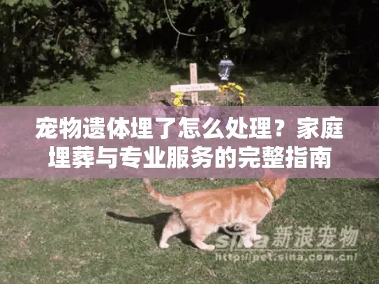 宠物遗体埋了怎么处理？家庭埋葬与专业服务的完整指南