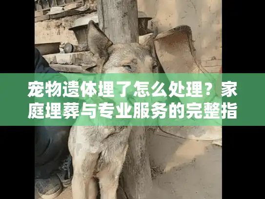 宠物遗体埋了怎么处理？家庭埋葬与专业服务的完整指南