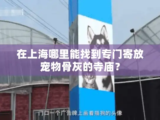 在上海哪里能找到专门寄放宠物骨灰的寺庙？