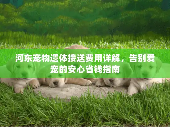 河东宠物遗体接送费用详解，告别爱宠的安心省钱指南
