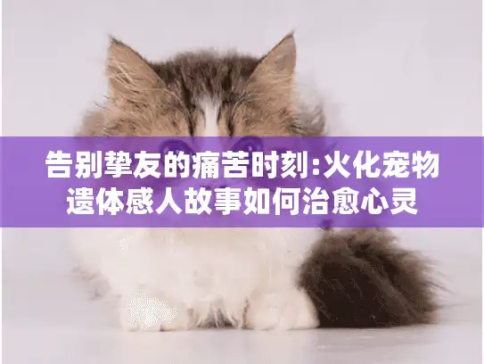 告别挚友的痛苦时刻:火化宠物遗体感人故事如何治愈心灵