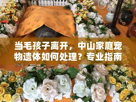 当毛孩子离开，中山家庭宠物遗体如何处理？专业指南来支招