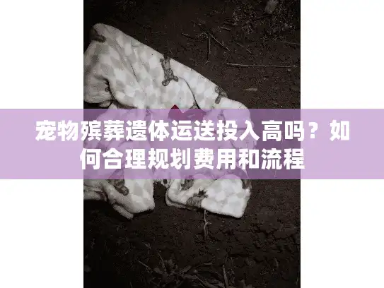 宠物殡葬遗体运送投入高吗？如何合理规划费用和流程