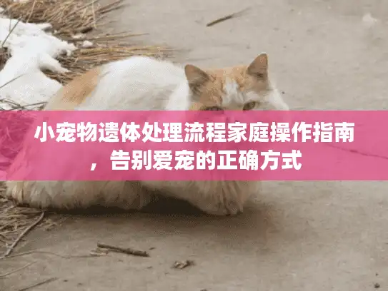 小宠物遗体处理流程家庭操作指南，告别爱宠的正确方式