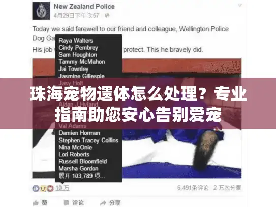 珠海宠物遗体怎么处理？专业指南助您安心告别爱宠