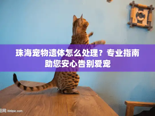 珠海宠物遗体怎么处理？专业指南助您安心告别爱宠