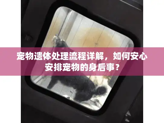 宠物遗体处理流程详解，如何安心安排宠物的身后事？