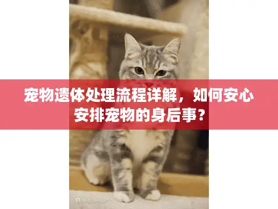 宠物遗体处理流程详解，如何安心安排宠物的身后事？