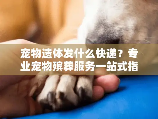 宠物遗体发什么快递？专业宠物殡葬服务一站式指南