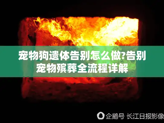 宠物狗遗体告别怎么做?告别宠物殡葬全流程详解