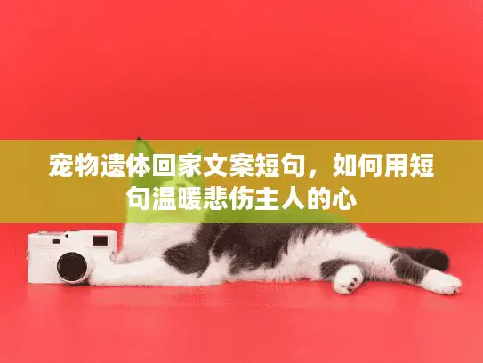 宠物遗体回家文案短句，如何用短句温暖悲伤主人的心