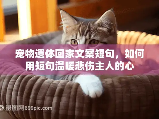 宠物遗体回家文案短句，如何用短句温暖悲伤主人的心