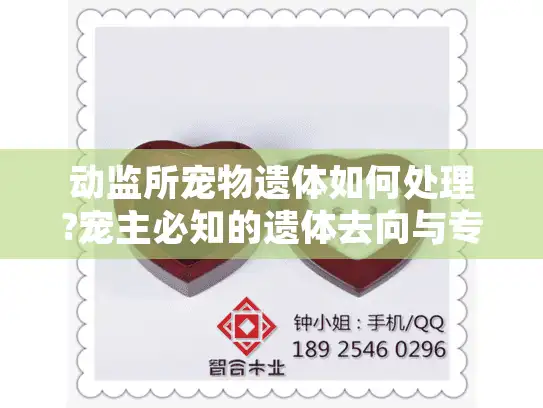 动监所宠物遗体如何处理?宠主必知的遗体去向与专业服务指南