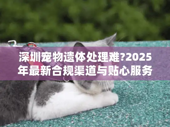 深圳宠物遗体处理难?2025年最新合规渠道与贴心服务指南