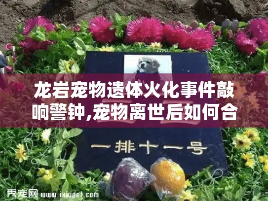龙岩宠物遗体火化事件敲响警钟,宠物离世后如何合法体面处理？