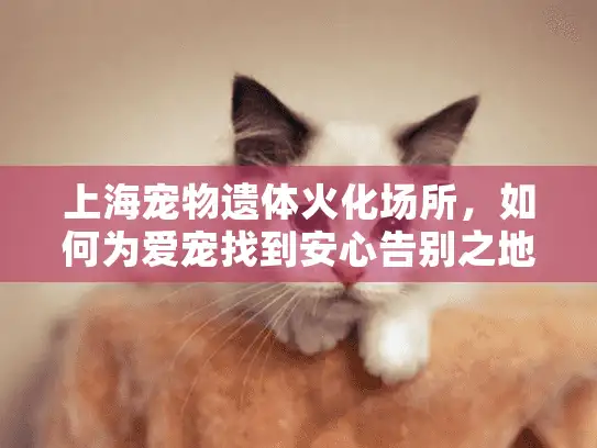 上海宠物遗体火化场所，如何为爱宠找到安心告别之地？
