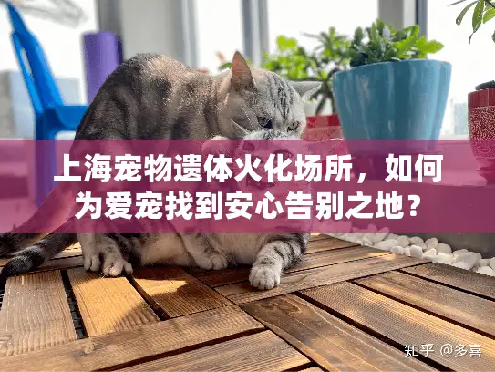 上海宠物遗体火化场所，如何为爱宠找到安心告别之地？
