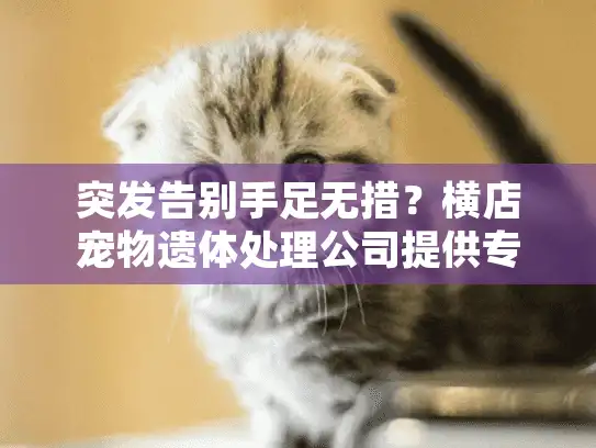 突发告别手足无措？横店宠物遗体处理公司提供专业宠物遗体处理服务