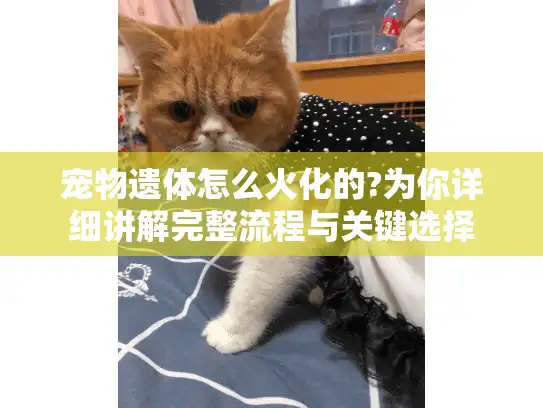 宠物遗体怎么火化的?为你详细讲解完整流程与关键选择