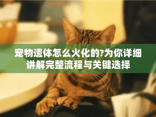宠物遗体怎么火化的?为你详细讲解完整流程与关键选择