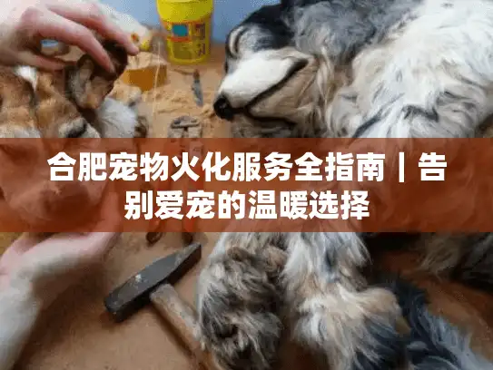 合肥宠物火化服务全指南｜告别爱宠的温暖选择