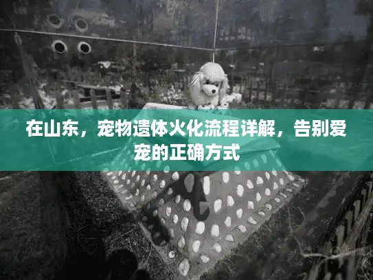 在山东，宠物遗体火化流程详解，告别爱宠的正确方式
