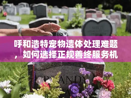 呼和浩特宠物遗体处理难题，如何选择正规善终服务机构？