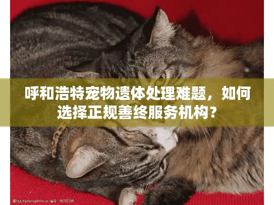 呼和浩特宠物遗体处理难题，如何选择正规善终服务机构？