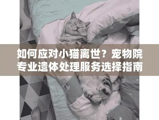 如何应对小猫离世？宠物院专业遗体处理服务选择指南
