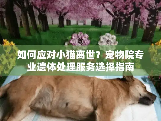 如何应对小猫离世？宠物院专业遗体处理服务选择指南