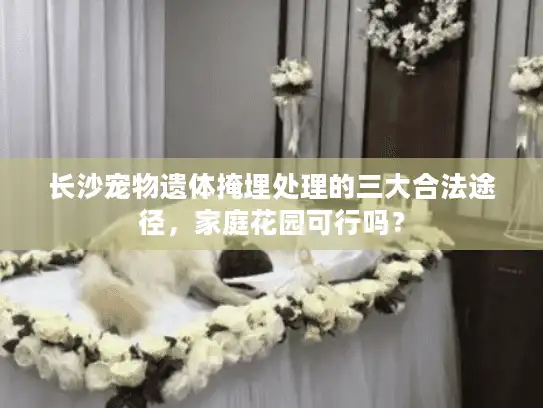 长沙宠物遗体掩埋处理的三大合法途径，家庭花园可行吗？
