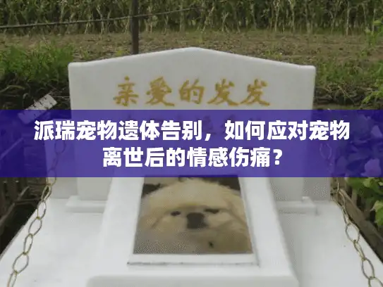 派瑞宠物遗体告别，如何应对宠物离世后的情感伤痛？