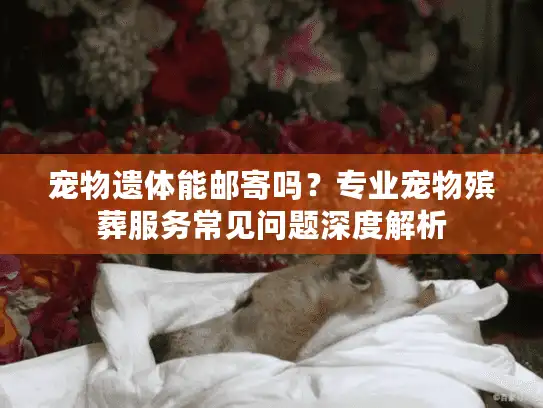 宠物遗体能邮寄吗？专业宠物殡葬服务常见问题深度解析