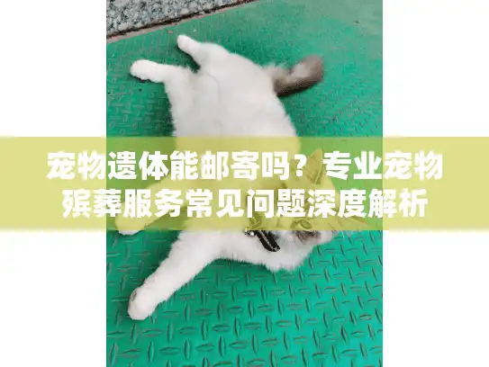 宠物遗体能邮寄吗？专业宠物殡葬服务常见问题深度解析