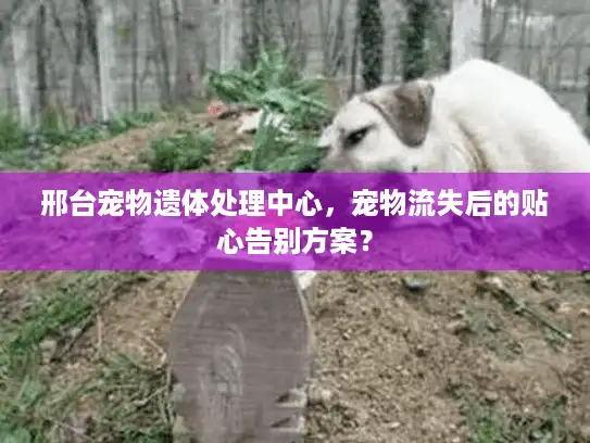 邢台宠物遗体处理中心，宠物流失后的贴心告别方案？
