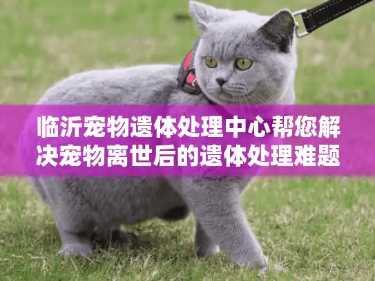 临沂宠物遗体处理中心帮您解决宠物离世后的遗体处理难题？