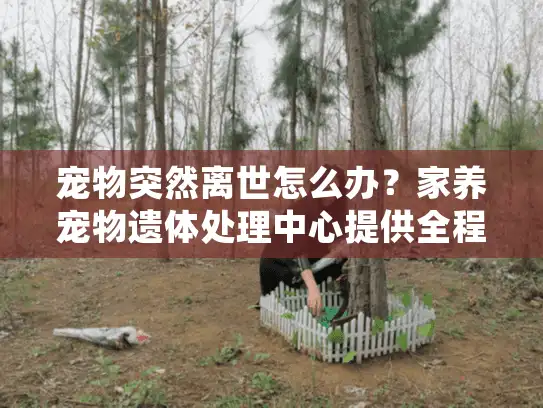 宠物突然离世怎么办？家养宠物遗体处理中心提供全程关怀