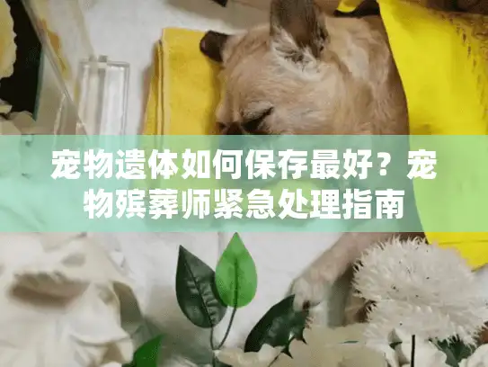 宠物遗体如何保存最好？宠物殡葬师紧急处理指南