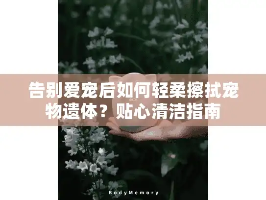 告别爱宠后如何轻柔擦拭宠物遗体？贴心清洁指南