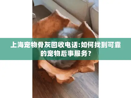 上海宠物骨灰回收电话:如何找到可靠的宠物后事服务？