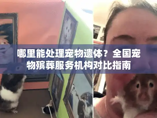 哪里能处理宠物遗体？全国宠物殡葬服务机构对比指南