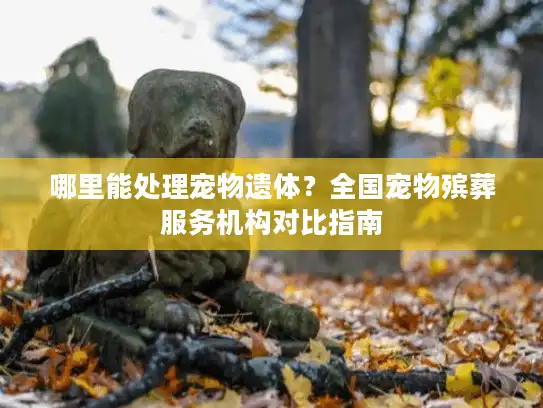 哪里能处理宠物遗体？全国宠物殡葬服务机构对比指南