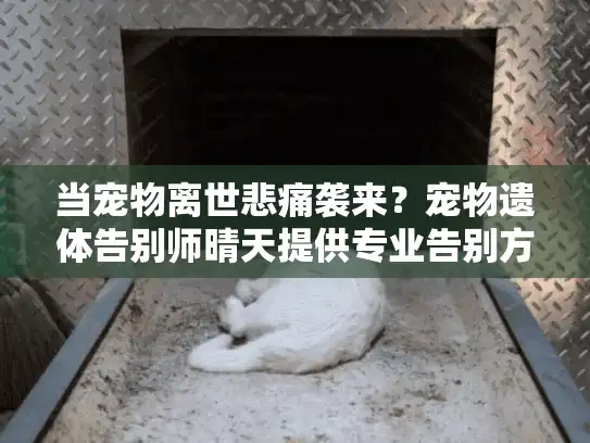 当宠物离世悲痛袭来？宠物遗体告别师晴天提供专业告别方案