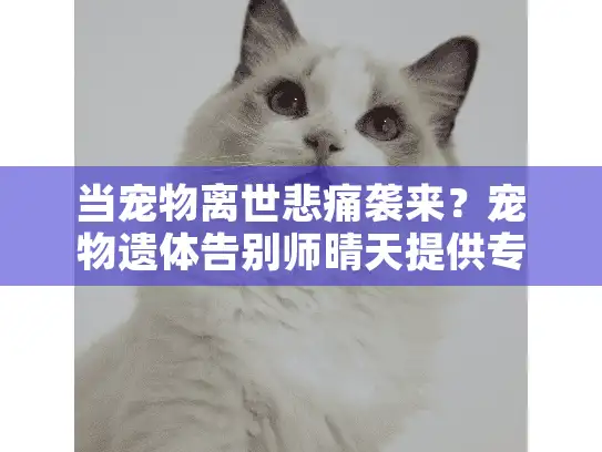当宠物离世悲痛袭来？宠物遗体告别师晴天提供专业告别方案