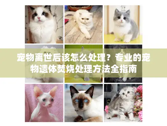 宠物离世后该怎么处理？专业的宠物遗体焚烧处理方法全指南
