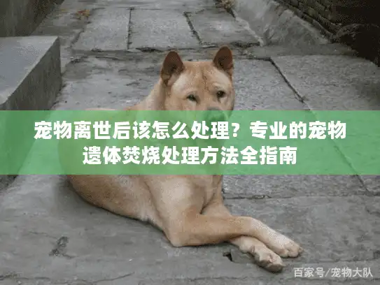 宠物离世后该怎么处理？专业的宠物遗体焚烧处理方法全指南