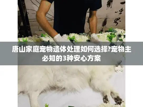 唐山家庭宠物遗体处理如何选择?宠物主必知的3种安心方案