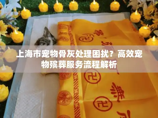 上海市宠物骨灰处理困扰？高效宠物殡葬服务流程解析